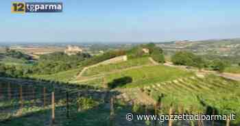 Colli di Parma, è partita la vendemmia: cala la produzione, aumenta la qualità - Video - Gazzetta di Parma