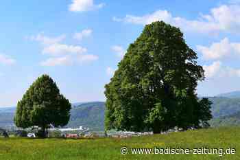 Die markante Linde bei Schopfheim-Wiechs steht dort seit 1870 - Schopfheim - badische-zeitung.de