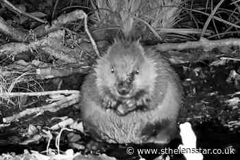Football fans name beaver kits after Lionesses - St Helens Star