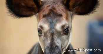 Dublin Zoo announces birth of okapi calf - Irish Post