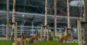 Hundreds of hares have been killed at Dublin Airport - Buzz.ie