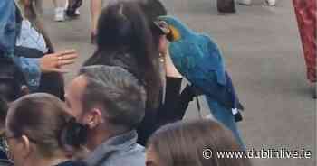 WATCH: Dublin parrot spotted out for pints in city centre - Dublin Live