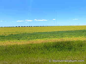 Crop report: harvest just around the corner for Weyburn area - DiscoverWeyburn.com