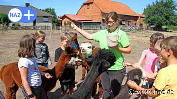Hemmingen: Ferienpasskinder besuchen Alpakahof in Harkenbleck - HAZ