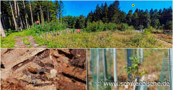Lindau: So bereitet sich die Stadt auf die Hitze vor - Schwäbische