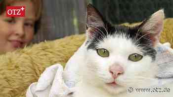 Zum Weltkatzentag den Dank aus Jena weitergeleitet - Ostthüringer Zeitung