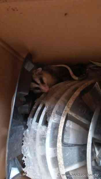 Família de Saruê é resgata no centro de Capivari - Band Jornalismo