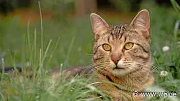 Tierheim Siegen: Kater Martin ist verspielt und chaotisch - WP News