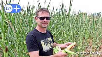 Die Landwirte um Oschatz befürchten magere Erträge beim Mais - Leipziger Volkszeitung