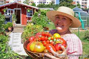 Tomatenkönigin: So überstehen ihre Pflanzen die Hitze - freiepresse.de