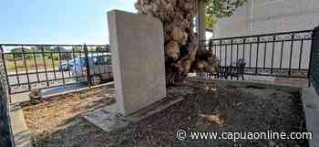 Capua. Pulizia e messa in sicurezza del gelso monumentale di Carlo Santagata - Capuaonline.com
