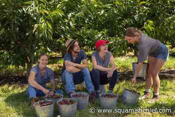 BC government seeks domestic workers for BC Fruit Works - Squamish Chief