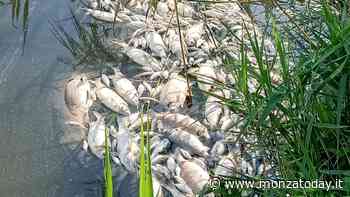 Moria di pesci nel laghetto di Giussano - MonzaToday