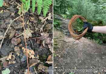 'Trap' wire set in woods at Roddlesworth Reservoirs