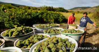 Verfrühte Weinlese in Frankreich wegen Hitze