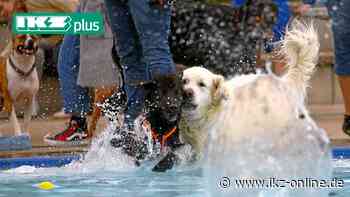 Iserlohn: So schützen Sie Ihre Haustiere vor der Sommerhitze - IKZ News