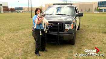 Calgary police and bylaw receive dozens of calls regarding animals in hot cars - Global News