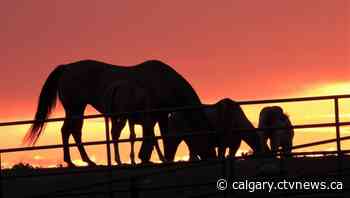 Calgary weather for Aug. 11: Chance of showers | CTV News - CTV News Calgary
