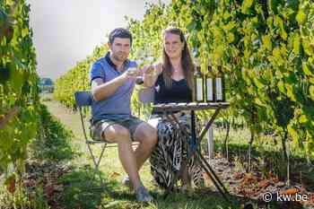 Wijngoed Choupette in Staden stelt eerste wijntjes voor: “Resultaat van drie jaar werk” - KW.be - KW.be