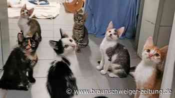 Katzen suchen neues Zuhause