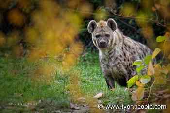 Loisirs d'été près de Lyon. Le Domaine des Fauves, royaume des prédateurs - - Lyon People