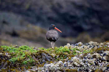 Scientists on Haida Gwaii find oldest black oystercatcher on record - Ashcroft Cache Creek Journal