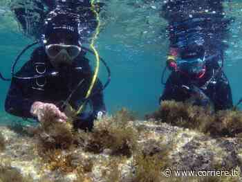 Le scienziate-sub che piantano alghe nel mare di Capri: «Così torna la vita» - Corriere della Sera