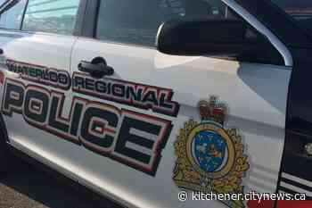 Cows on the loose in Wellelsey: WRPS - Kitchener.CityNews.ca