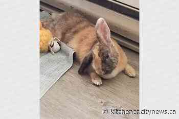 Adopt Me: Thumbelina loves to play - Kitchener.CityNews.ca