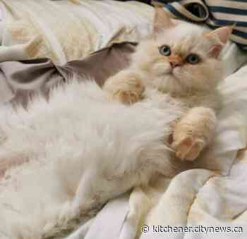 Stray cat scheduled for emergency surgery on Tuesday - Kitchener.CityNews.ca