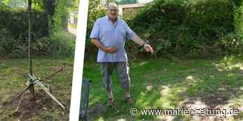 Werner Müller aus Marl ärgert sich: Unbekannte zerstören jungen Kirschbaum - Marler Zeitung