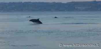 La "danza" dei delfini nello Stretto di Messina - Lettera Emme