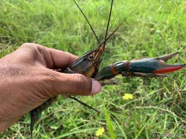 Texas Parks and Wildlife warns of invasive crayfish from down under