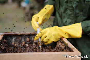 Caldo: Cia, in Umbria produzione miele giù del 50 per cento - Terra & Gusto - Agenzia ANSA
