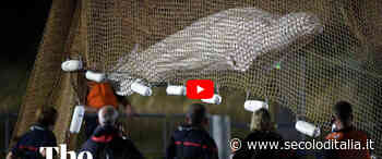 Cento soccorritori non riescono a salvare il beluga di 800 kg intrappolato nella Senna (video) - Secolo d'Italia