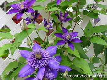 Growing Things: Starving a sun-loving clematis