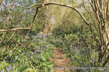 Park Wood public access saved by Chiswell Green campaigner