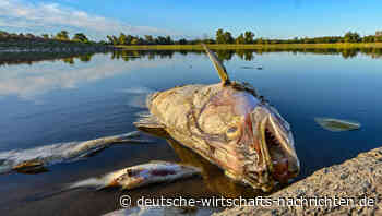 Oder mit unbekannten Giftstoffen kontaminiert