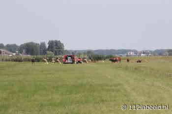 Brandweer redt twee koeien uit de sloot in Eemnes - 112inBeeld