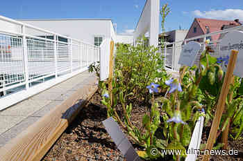 Atmen wie die Bienen bei Botanik-Programm des Stadthaus Ulm