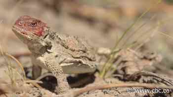 Conservation group finds record-high number of endangered blood-shooting lizards in Alberta