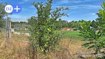 Chemie Leipzig: Bislang keine Fördermittel für wichtigen Zaun - Leipziger Volkszeitung