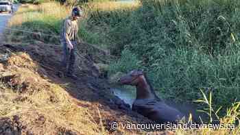 Central Saanich horse rescued by firefighters, vet | CTV News - CTV News VI