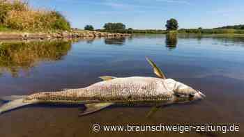 Fischsterben in der Oder - Hintergründe geben Rätsel auf