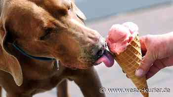 Experten aus Lilienthal geben Tipps für Haus und Garten - WESER-KURIER