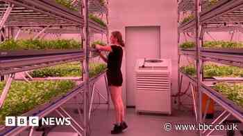 Vertical farming in Bristol and Gloucester could end some food imports - BBC