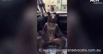 Video of bear tripping on hallucinating honey released from Turkey - Gloucester Advocate