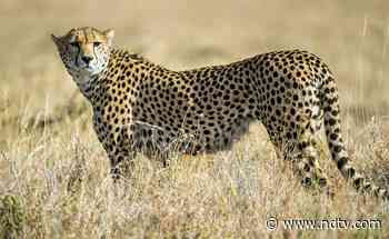 Unaware Of Exact Arrival Plans Of Cheetahs In Madhya Pradesh: Forest Official - NDTV