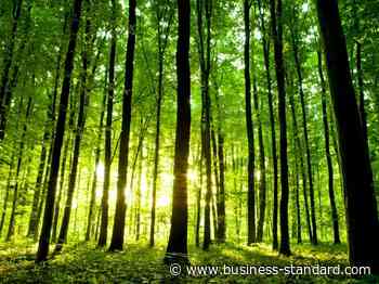 Jharkhand forest dept kicks off save tree mission by tying Rakhis - Business Standard