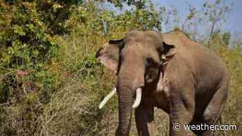 Tamil Nadu Forest Department Takes Measures to Keep Wild Elephants from Straying into Residential Areas in Coimbatore - The Weather Channel